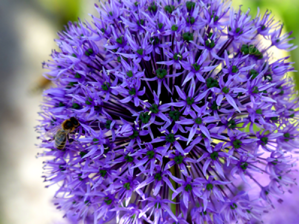 Fotomotiv-Blume-mit-Biene-fabrari