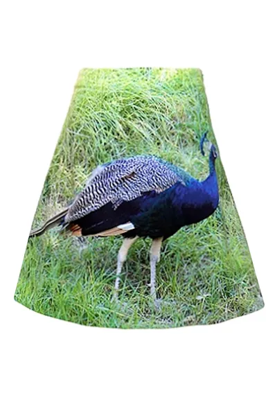 Rock mit Digitalprint